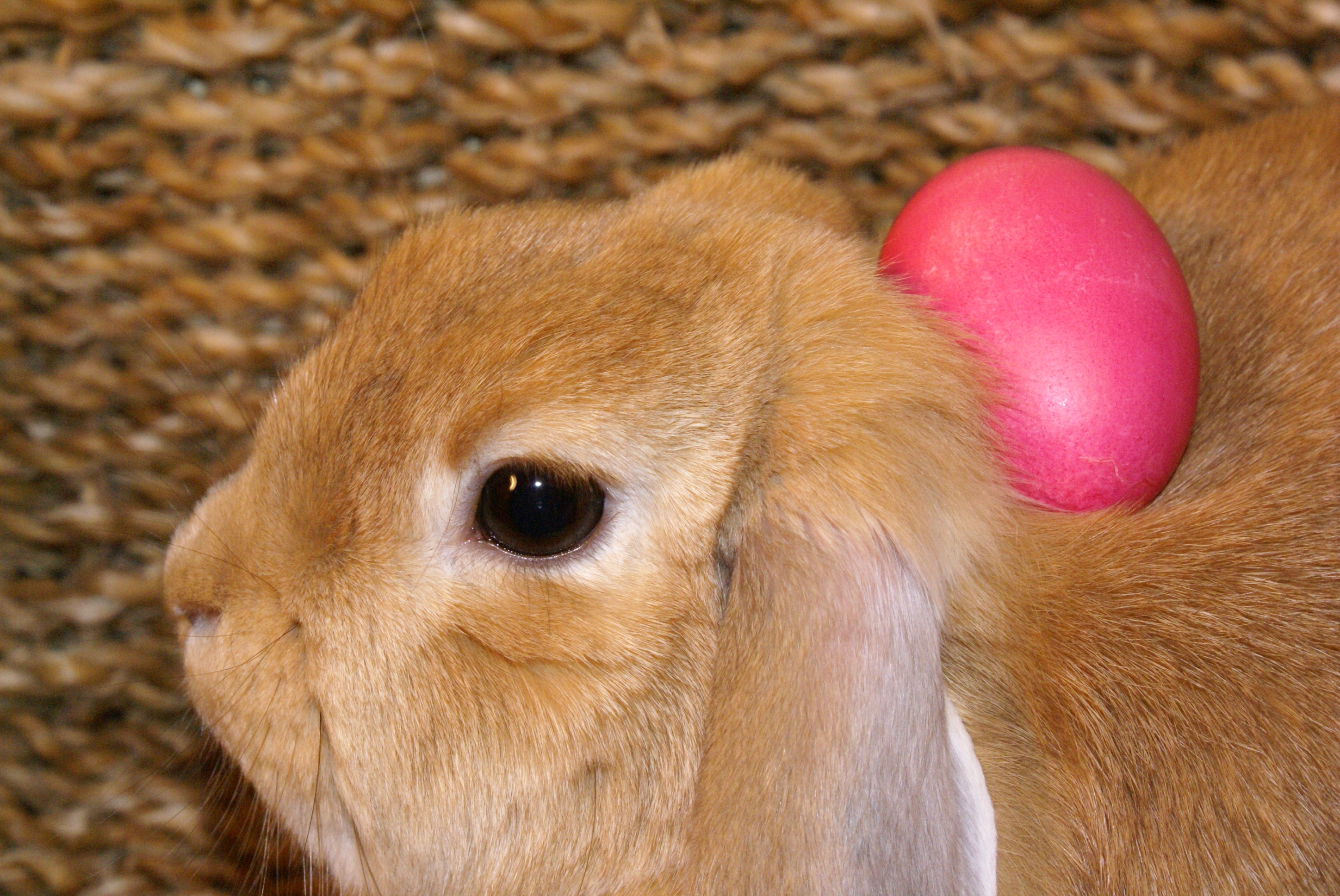 Sissi