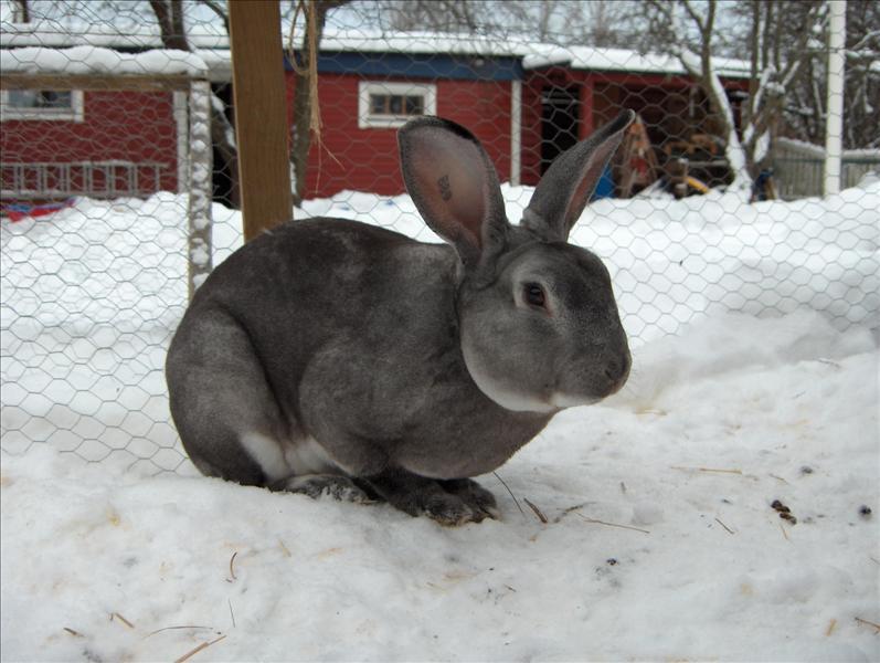 Chinchilla.