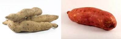 sötpotatis