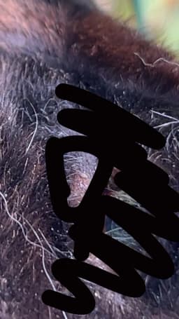 Orolig. Något som ser ut som en liten finne vid min kanins öga?