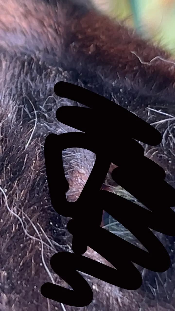 Orolig. Något som ser ut som en liten finne vid min kanins öga?