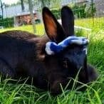 Lizziethebunny