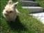 bernle
