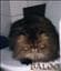 baloo4