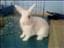 hopparens