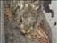 lapin
