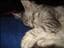 Cosmokatten