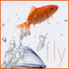 Ninja-Fish