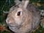 Wilma_Love