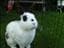 Hoppsan_Hoppsan