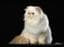 LilaTiger