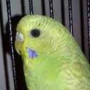 Mintie